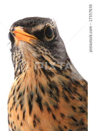 portrait thrush 17357636