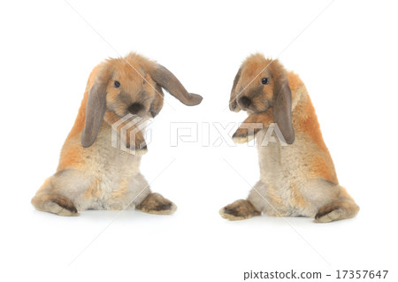 rabbit rabbit 17357647