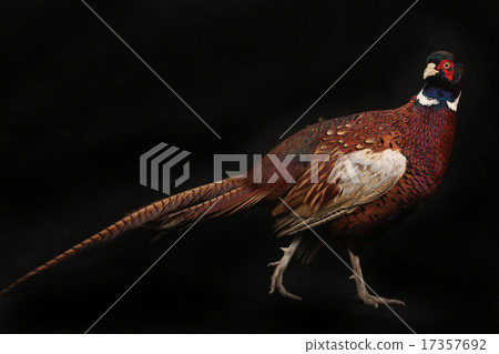 pheasant pheasant 17357692