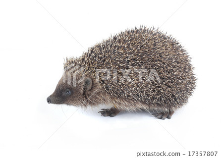 hedgehog hedgehog 17357807