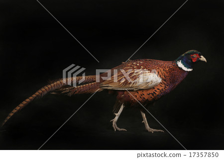 pheasant pheasant 17357850