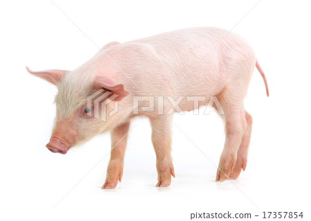 pig pig 17357854