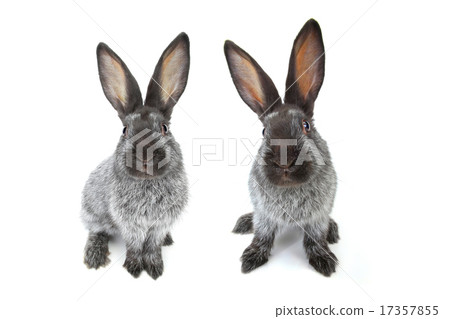 grey rabbit grey rabbit 17357855