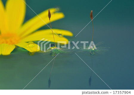 Lilyop's daisy and dandelion Lilyop's daisy and dandelion 17357904