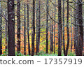 In the back of the larch forest 17357919