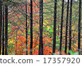 Contrast of larch forest 17357920