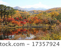A vine surrounded by autumn leaves 17357924