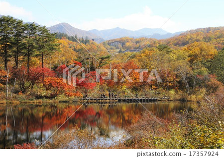 A vine surrounded by autumn leaves A vine surrounded by autumn leaves 17357924