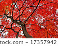 Bright red maple leaves 17357942