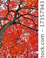 Deepening autumn 17357943
