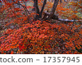 Shiga Kogen in late autumn 17357945