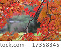 Autumn leaves 17358345