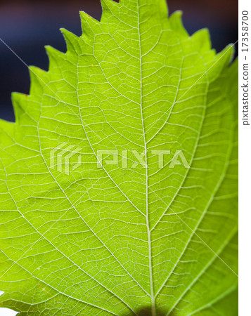 Close-up of Aozora's leaves Close-up of Aozora's leaves 17358700