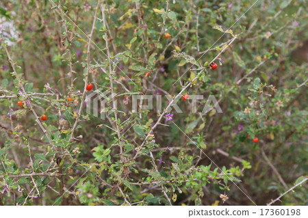 Wolfberries和花的圖片 Wolfberries和花的圖片 17360198