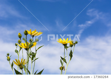 Autumn field flower 17360264