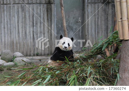 Panda Panda 17360274