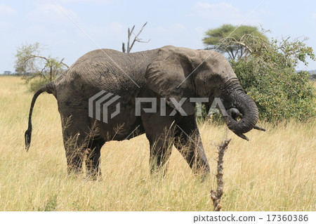 野生非洲大象 17360386