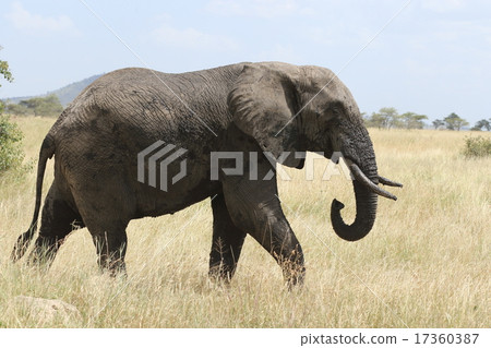 野生非洲大象 野生非洲大象 17360387