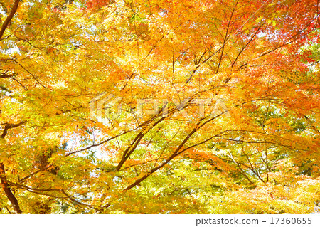 Scenery of autumn leaves Scenery of autumn leaves 17360655