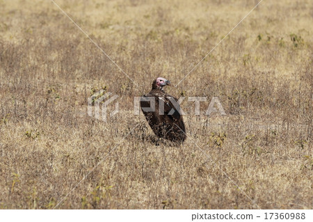 Wild vulture 17360988