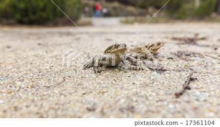 Closeup frog near the road. 17361104