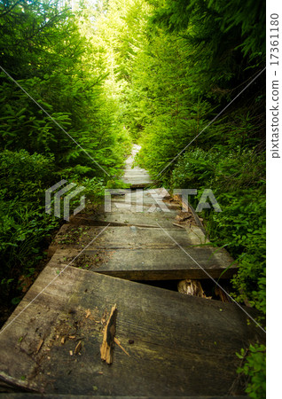 Beautiful pine trees on  mountains 17361180