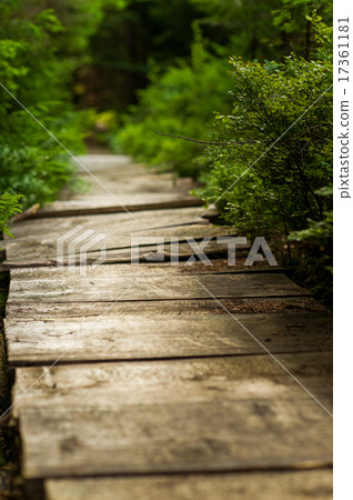 Beautiful pine trees on  mountains Beautiful pine trees on  mountains 17361181