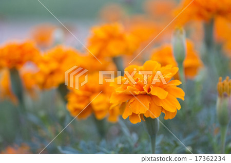 Marigold Marigold 17362234