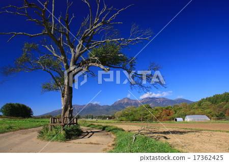 Yamanashi tree in early autumn 17362425