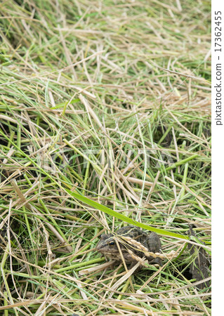 Frog in paddy field of rice harvesting (heading on head) 3 17362455