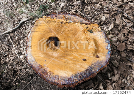 Chopped Tree Trunk in the Woods 17362474