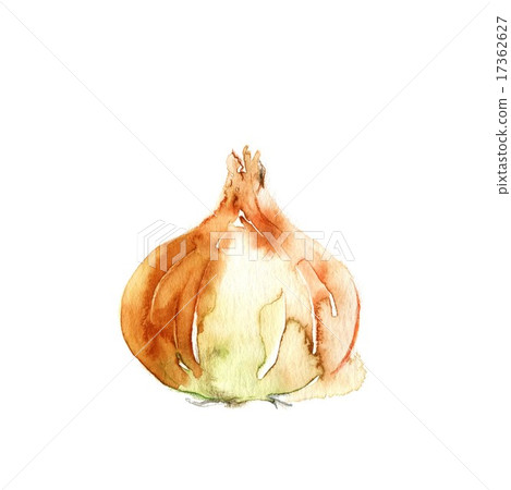 onion  17362627