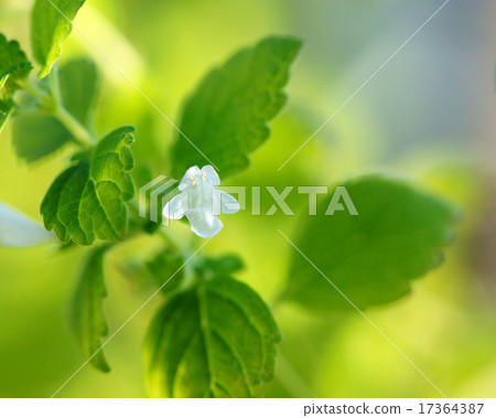 Lemon balm flowers Lemon balm flowers 17364387