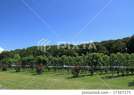 收穫前的葡萄園 收穫前的葡萄園 17367175
