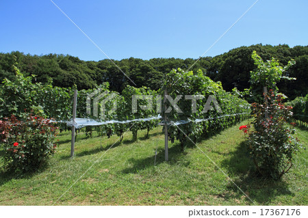 收穫前的葡萄園 17367176