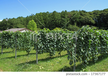 收穫前的葡萄園 17367177