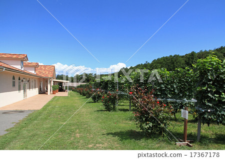 Pre-harvest wine vineyard 17367178