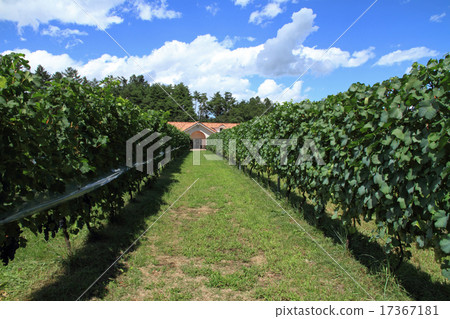 收穫前的葡萄園 17367181