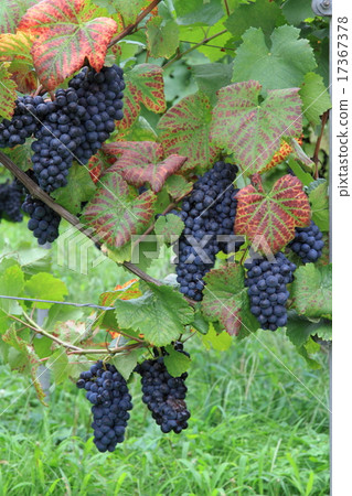Grape for wine Pinot Noir Grape for wine Pinot Noir 17367378