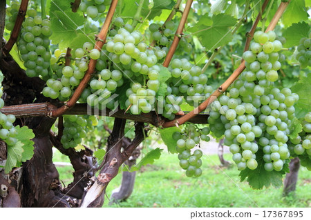 Grape for wine Sauvignon Blanc 17367895