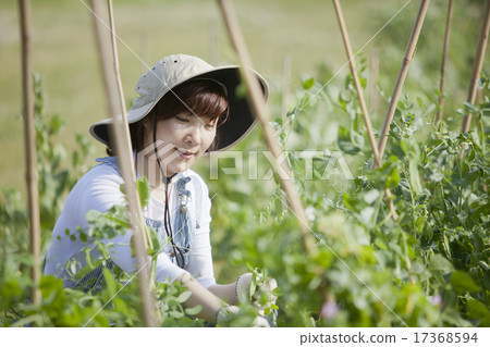 gardening gardening 17368594