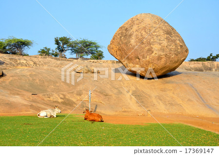 Krishna's butterball 17369147