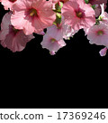 bouquet pink florals on black background 17369246