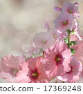 bouquet pink florals on grey background 17369248