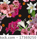 amaranth  pink flowers on black background 17369250