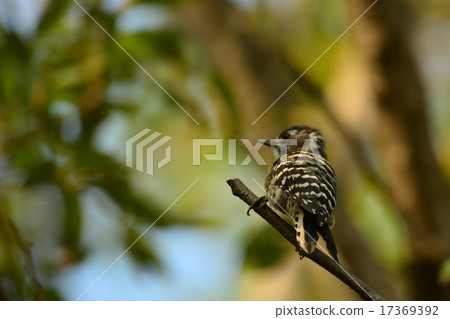 小ger議員♪ 17369392