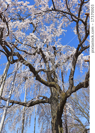Weeping cherry tree Weeping cherry tree 17370003