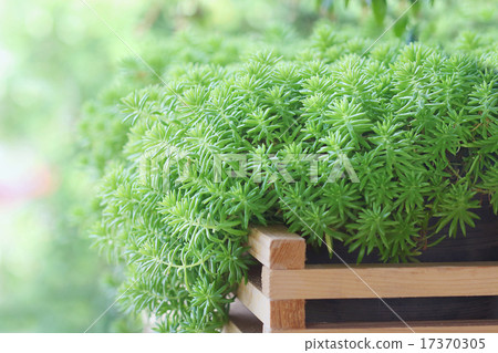Sedum 17370305