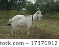 Collared goat looks into the distance 17370912