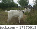 Collared goat looks into the distance 17370913